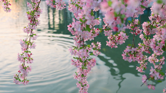 海棠花开