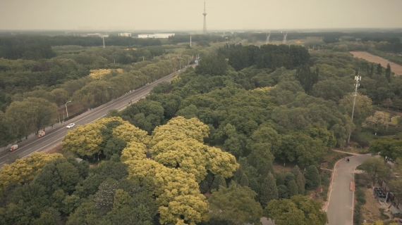 大运河森林公园
