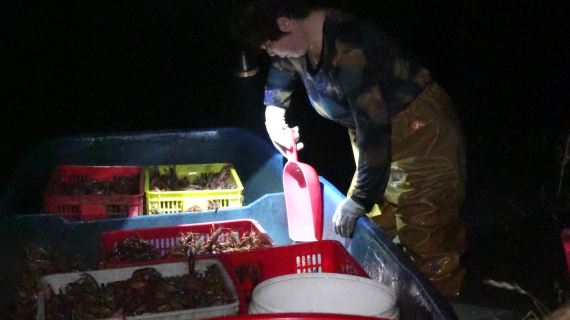 小龙虾凌晨捕捞视频素材