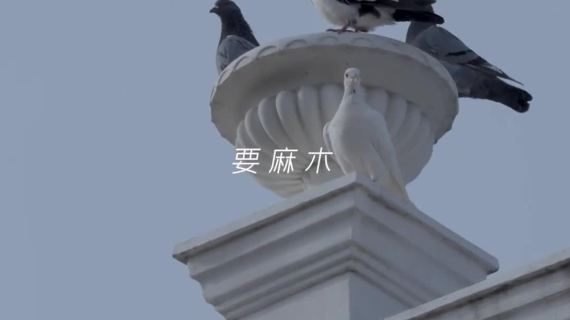 碰爪信息流视频