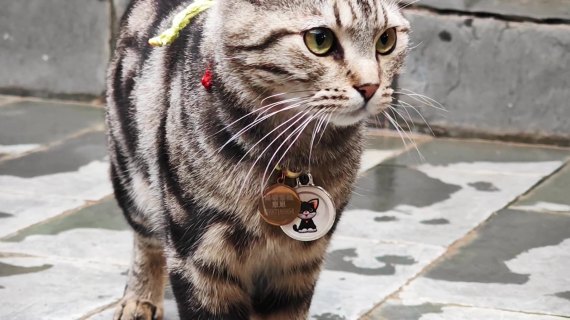 猫咪