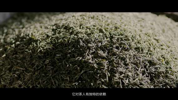 茶业宣传片