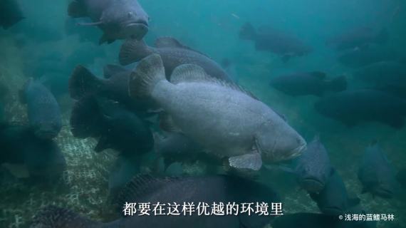 商业宣传-水下实拍 餐饮