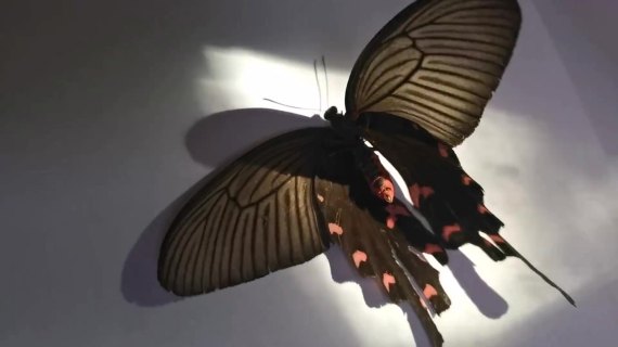 蝴蝶