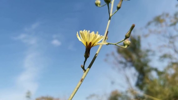 黄色野菊花