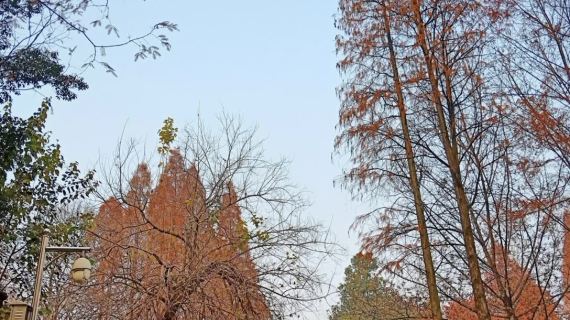 阳光 温暖 秋景 油画 树木