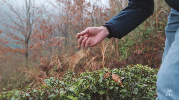 午子仙毫丨茶叶产品理念篇