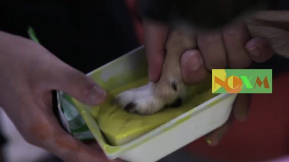 尼可信