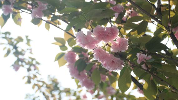 樱花 (1)