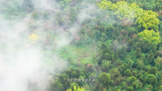 保护野生鸟类公益片