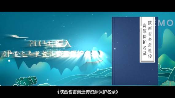 略阳乌鸡