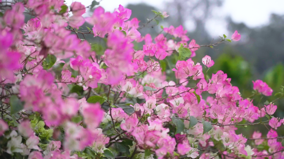 深圳莲花山 花展 簕杜鹃