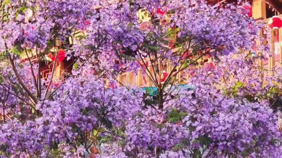 旅行蓝花楹