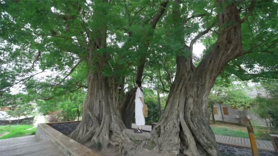 湖北钟祥南庄对节人家旅行宣传推广短视频