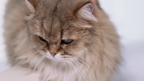 猫咪抖音推广视频