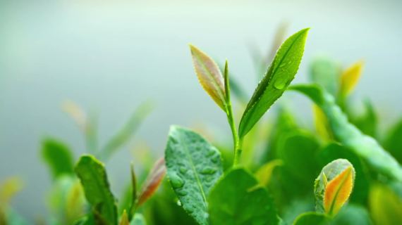 生态农业茶产业宣传片茶香台溪茶叶