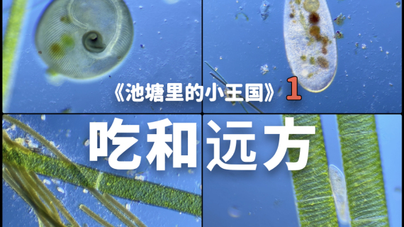 池塘里的小王国 第1集 吃和远方