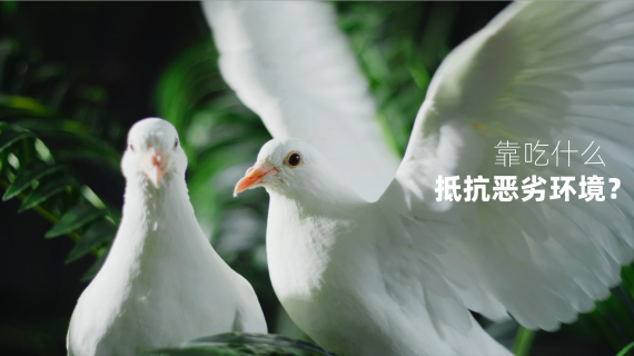 宠物产品狗粮犬粮森林造景主图视频