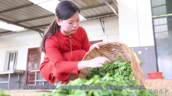 云南 满园香茗2018_成片