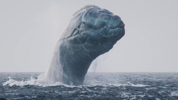 大型生物出水
