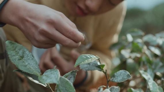 天福茗茶微电影：等春天，等愿望成真