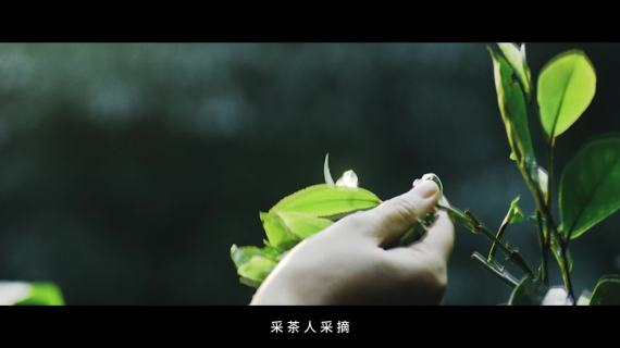 广隆春茶