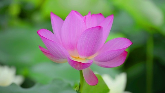 原创荷花随风飘逸的视频