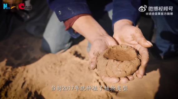 洽洽×新华社：在沙漠中开出花来