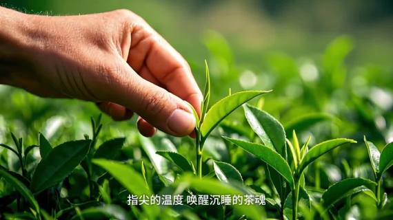 AI宣传片-茶 AI全流程茶叶产品宣传片