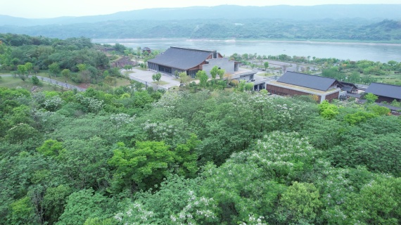重庆南岸区广阳岛春季风景百花盛放云雾袅绕