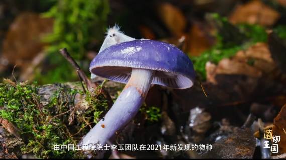 菌物王国