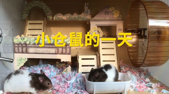 小仓鼠的一天